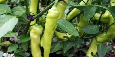 Çiğ biberin bilinmeyen faydaları