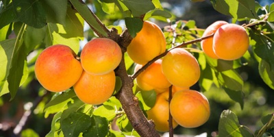 Malatya'nın Simgesi Kayısı