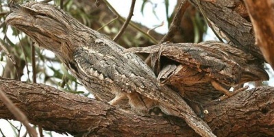 Kamuflaj Ustası Canlılar