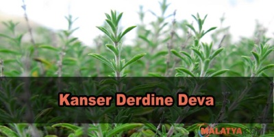 Kanserli Hücreyi Etkisiz Kılan Baharat