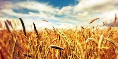 Buğday Nedir? Buğdayın Faydaları