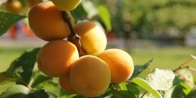 Malatya'nın Ekonomik Faaliyetleri