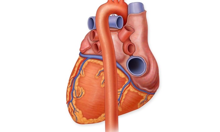 Biyoyapay Kalp Nedir ?