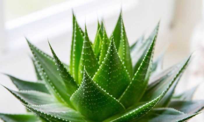 Aloevera’nın İnanılmaz Faydaları