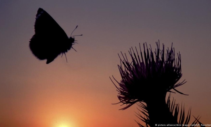 Dünya Böcek Tehditti Altında