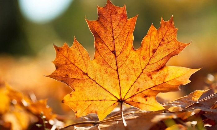 Yapraklar Sonbaharda Neden Renk Değiştirir?