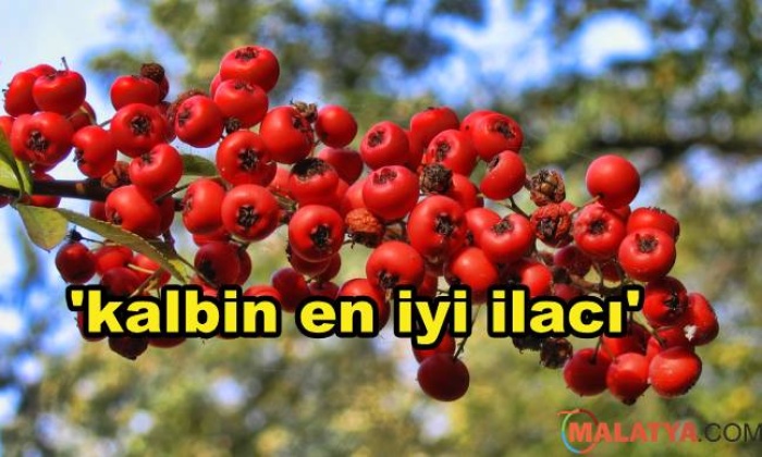 Bu Besin İçin Kalbin En İyi İlacı Diyorlar