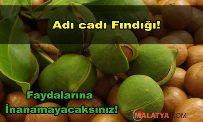 Cadı Fındığı Nedir?