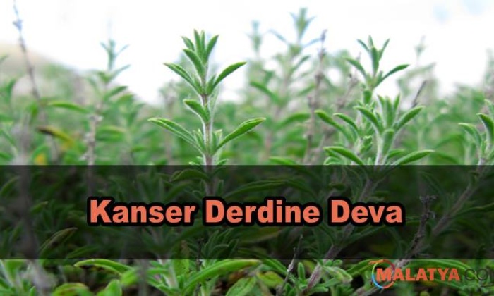 Kanserli Hücreyi Etkisiz Kılan Baharat