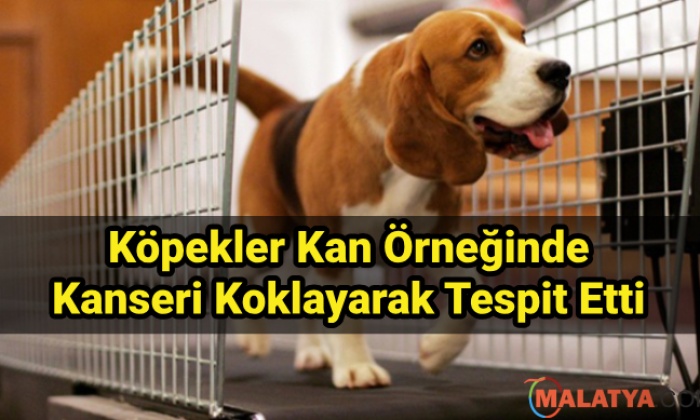 Köpekler Kanseri Koklayarak Tespit Etti