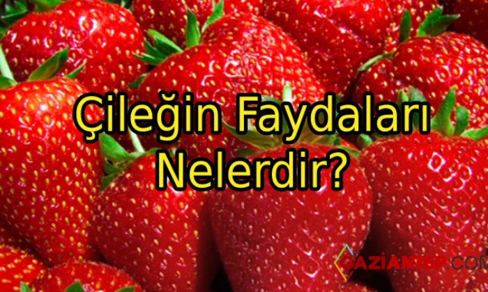 Çileğin Faydaları Nelerdir?