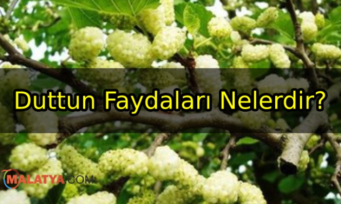 Duttun Faydaları Nelerdir?