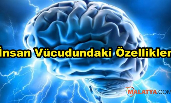 İnsan Vücudundaki Özellikler