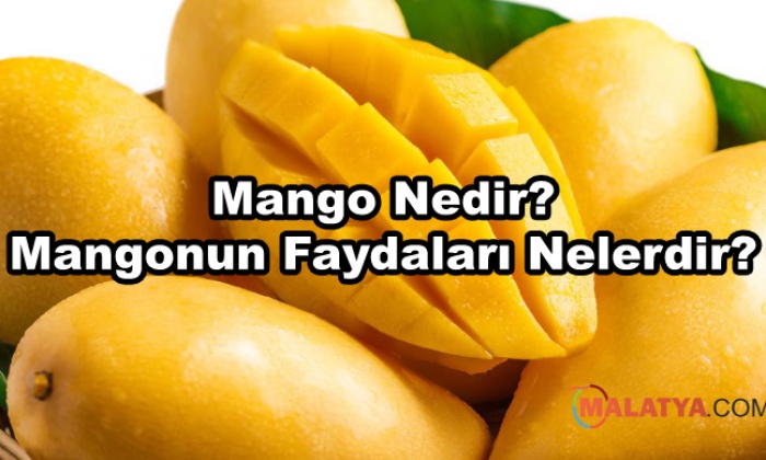 Mango Nedir? Mangonun Faydaları Nelerdir?