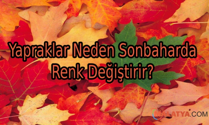 Yapraklar Neden Sonbaharda Renk Değiştirir?