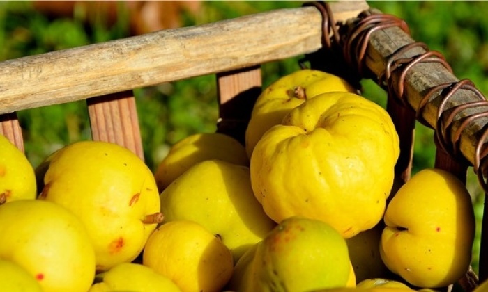 Ayva Kabuğunun Faydaları