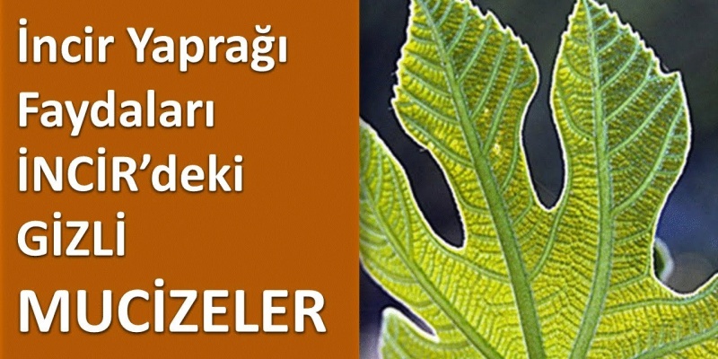 İncir Yaprağı Faydaları İncirde ki Gizli Mucizeler