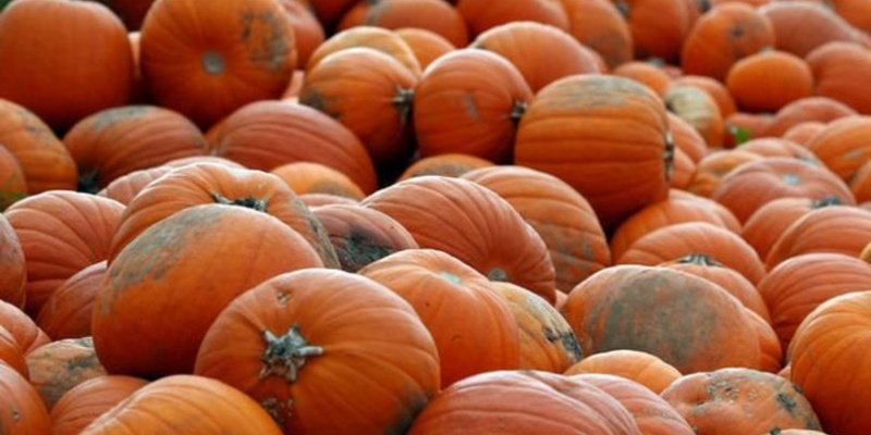 Bal kabağı akciğer kanseri riskini azaltıyor.