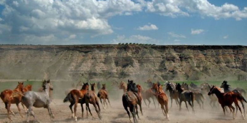 Malatya - Sultansuyu Harası