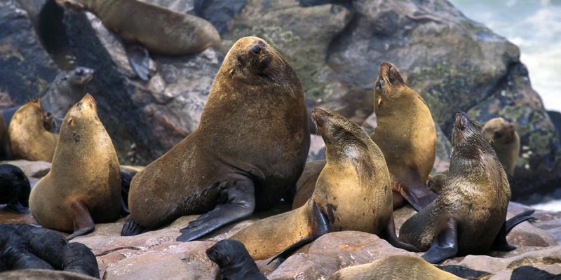 Mikroplastik deniz memelilerini tehdit ediyor
