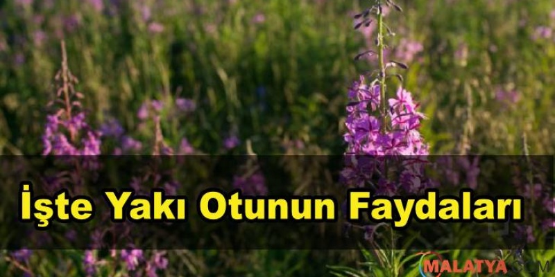 Yakı Otunun Faydaları
