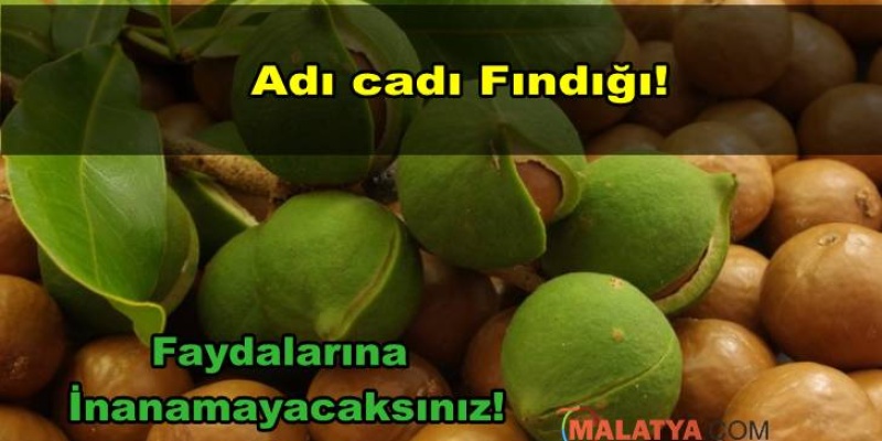 Cadı Fındığı Nedir?