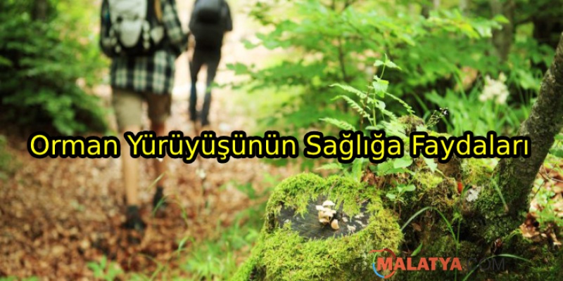 Orman Yürüyüşünün Sağlığımıza Faydaları