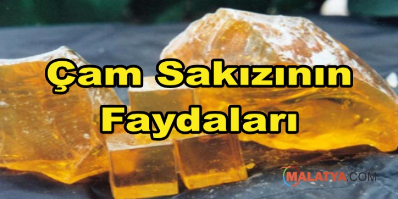 Çam Sakızının Faydaları