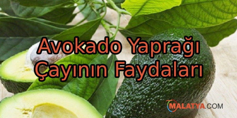 Avokado Yaprağı Çayının Faydaları