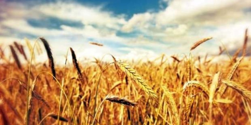 Buğday Nedir? Buğdayın Faydaları