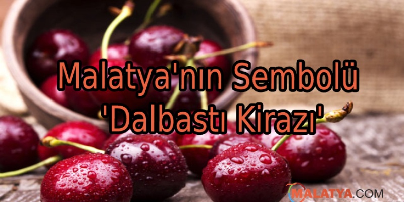 Malatya'nın Sembolü 'Dalbastı Kirazı'