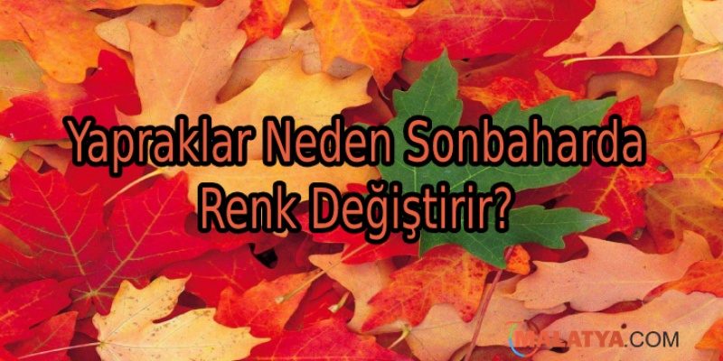 Yapraklar Neden Sonbaharda Renk Değiştirir?